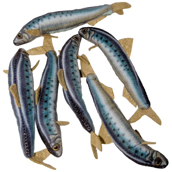 Can O' Sardines
